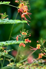 A branch with small flowers blooming in the home spring garden. A branch with flowers close-up on a green blurred background.