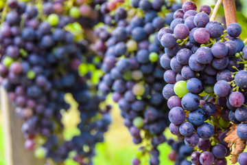 large bunch of dark grapes hanging on a vine close