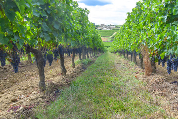 Fototapeta na wymiar many rows of vineyard with dark large grapes view landscape background