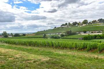 Fototapeta na wymiar many rows of vineyards panoramic view
