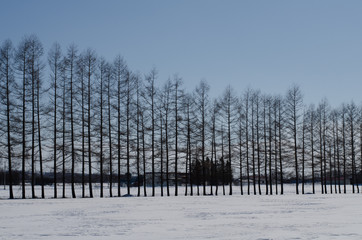 畑の防風林