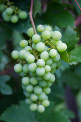 Closeup of growing green grapes