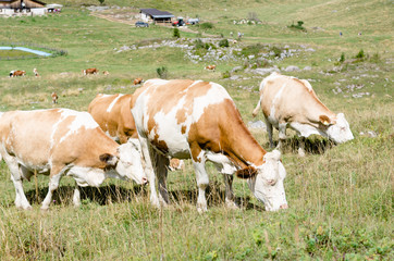 Naklejka na ściany i meble grazing cow in the Italian mountains