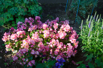 Obraz premium 庭の花