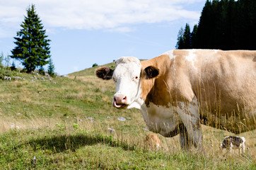 Fototapeta na wymiar grazing cowgrazing cow in the Italian mountains in the Italian mountains