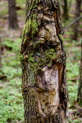 Tree bark texture