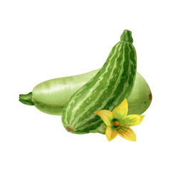 Watercolor striped and green squashes with yellow flower isolated on white background. Watercolor handdrawn clipart.