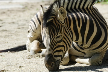 Obraz premium シマウマ