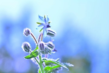 Borage flowers    (  Borago officinalis  )  in the back light , in the garden in front of blue background