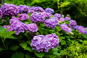 アジサイの写真