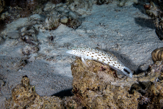 Speckled sandperch on a rock in the coral reefs of the Red Sea, Egypt