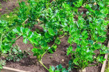 Rows of celery in vegetable garden