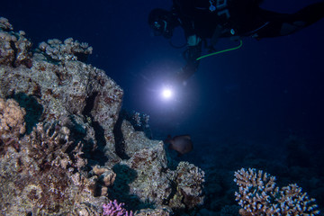 Diver with light shining on a dark background of a coral reef in the Red Sea, Egypt. 