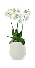 Orchid (Phalaenopsis) in a pot with white flowers isolated over white