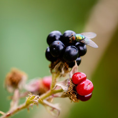 Organic agriculture: ripe and immature blackberries in a brambleberry on the summer