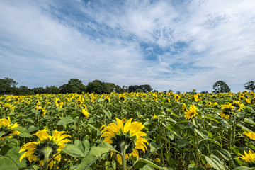 Portglenone sunflower field Northern Ireland