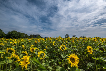 Portglenone sunflower field Northern Ireland