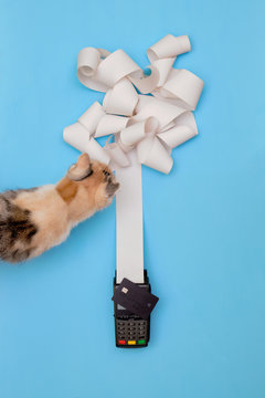 Cat sniffs a receipt with payment terminal and credit card