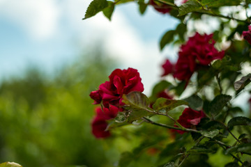 Photo of Red Flower in Garden