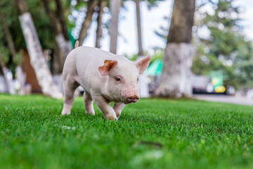 pig in the field