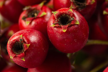 Close up hawthorn berries