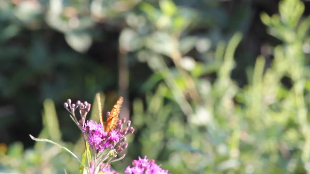butterfly on flower
