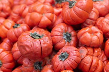 Solanum aethiopicum Jil many vegetables, Mock Tomato, wallpaper background horizontal