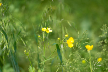 Photo of flower garden in himalayas