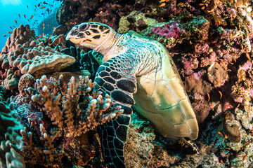Green sea turtle (Chelonia mydas) in the Red Sea, Egypt on the coral reef 