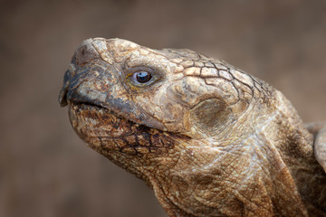closeup of a head of giant turtle