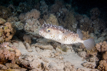 Porcupinefish in a coral reef in Red Sea, Egypt 
