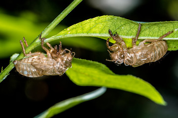 exoskeletons of cicada