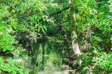 duck swimming in river covered with vegetation