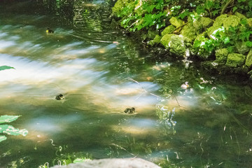 duck pups swimming in vegetation-covered river