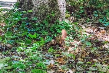 squirrel on the ground next to tree