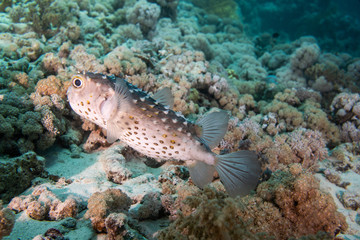 Porcupinefish in a coral reef in Red Sea, Egypt 