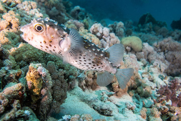 Porcupinefish in a coral reef in Red Sea, Egypt 