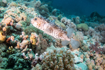 Porcupinefish in a coral reef in Red Sea, Egypt 