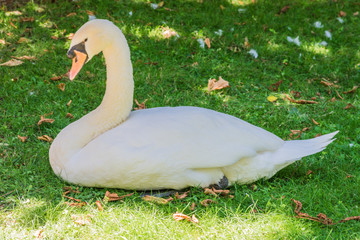 swan resting in the grass