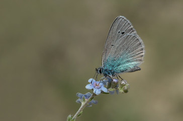 Fototapeta na wymiar karagöz blue butterfly ; Glaucopsyche alexis
