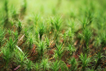 Top view of green moss.
