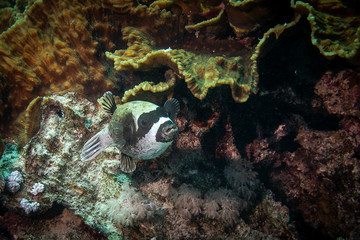 Masked puffer fish in the Red Sea, Egypt  © Stephen Butler