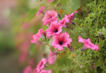 Pink petunia flowers