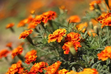 Obraz na płótnie Canvas Orange flowers in the garden