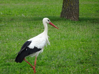 Der Storch im Elsass