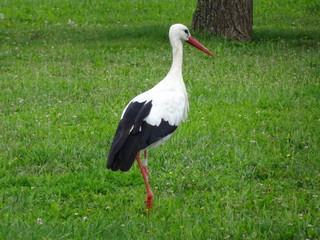 Der Storch im Elsass