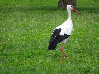 Der Storch im Elsass