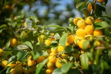 Ripe cherry plum on a branch. Seasonal fruit, harvesting.