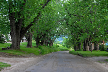 Tree Lined Country Road