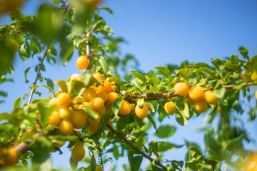 Ripe cherry plum on a branch. Seasonal fruit, harvesting.